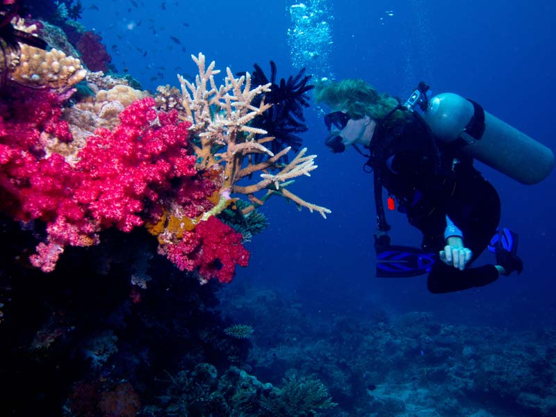 diving rainbow reef