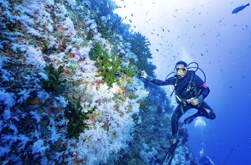 Diver at Great White Wall Rainbow Reef Taveuni Island Fiji