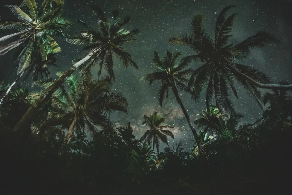 stargazing through coconut palms Taveuni Island Fiji