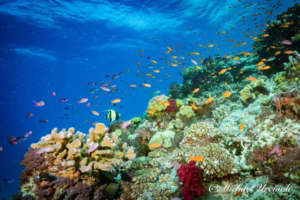 coral reef with marine fish, Rainbow Reef, Fiji