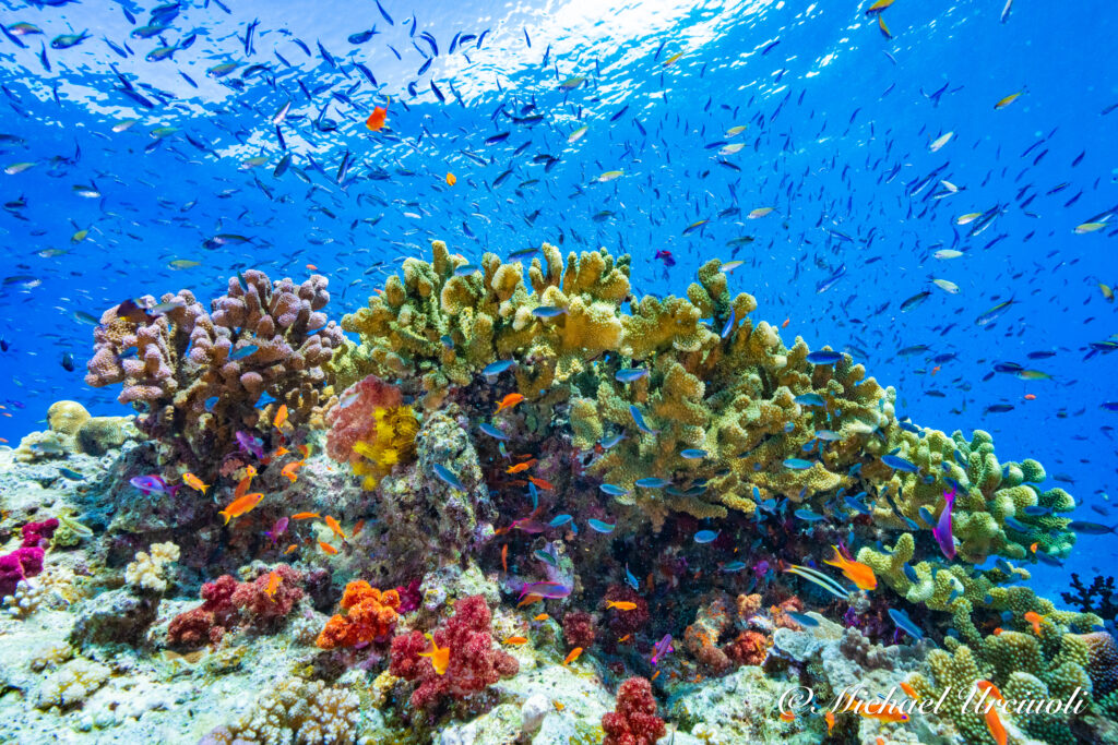 marine fish rainbow reef