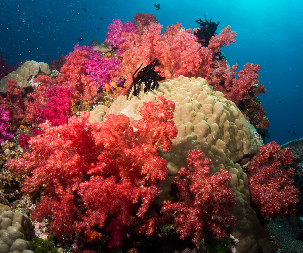 Soft corals, Rainbow Reef, Fiji