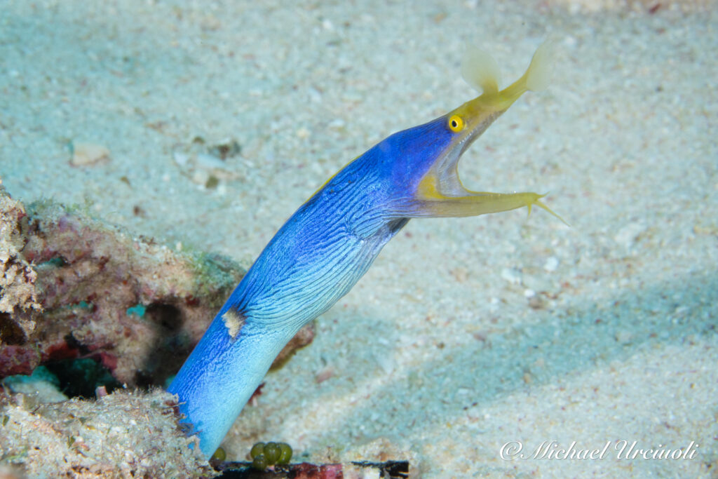 Blue Ribbon Eel, Rainbow Reef, Fiji