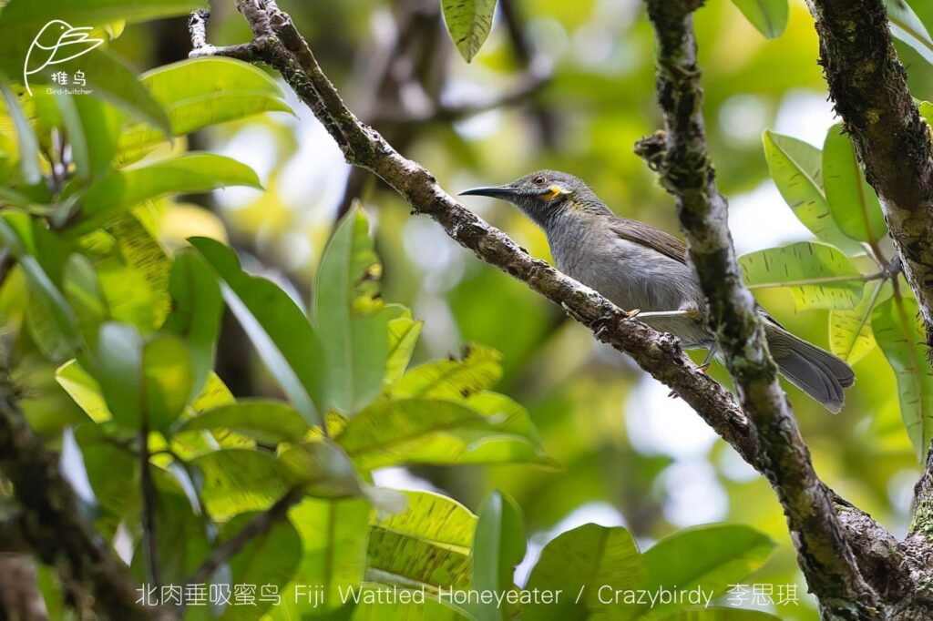 Wattled Honeyeater