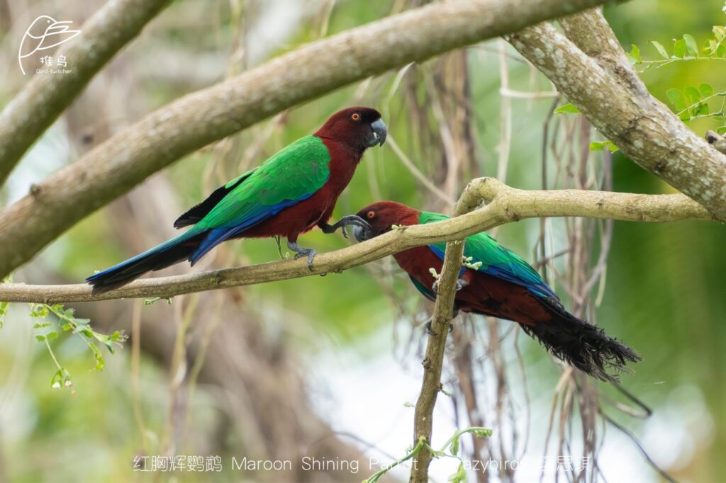 Maroon Shining Parrot