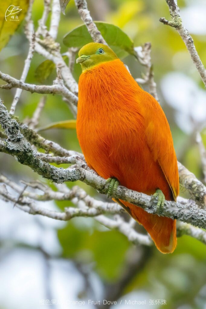 Orange Dove