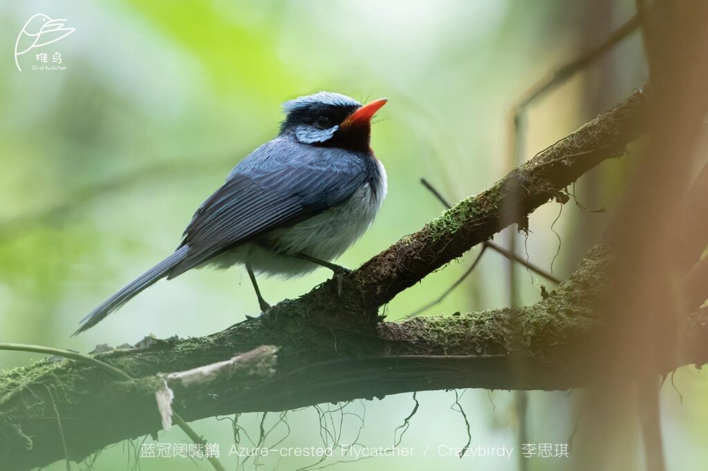 Azure-crested Flycatcher