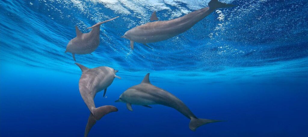 Dolphins swimming in the blue ocean.