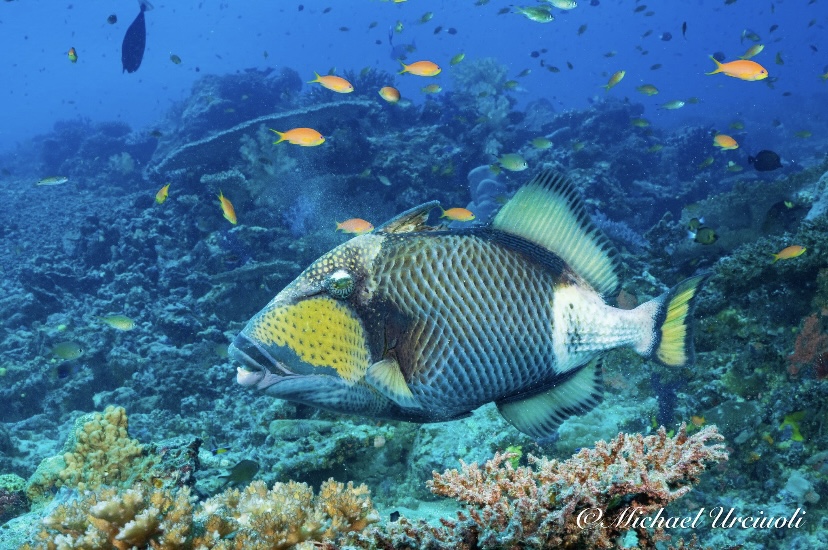 colourful marine reef fish