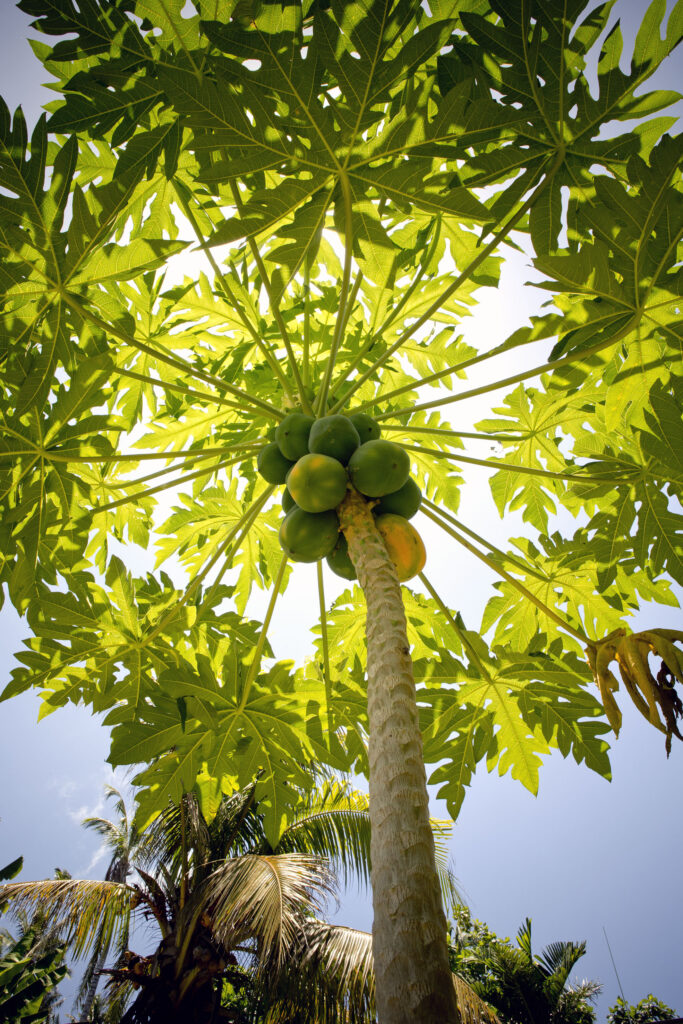 Papaya tree with fruit, looking up to the blue sky