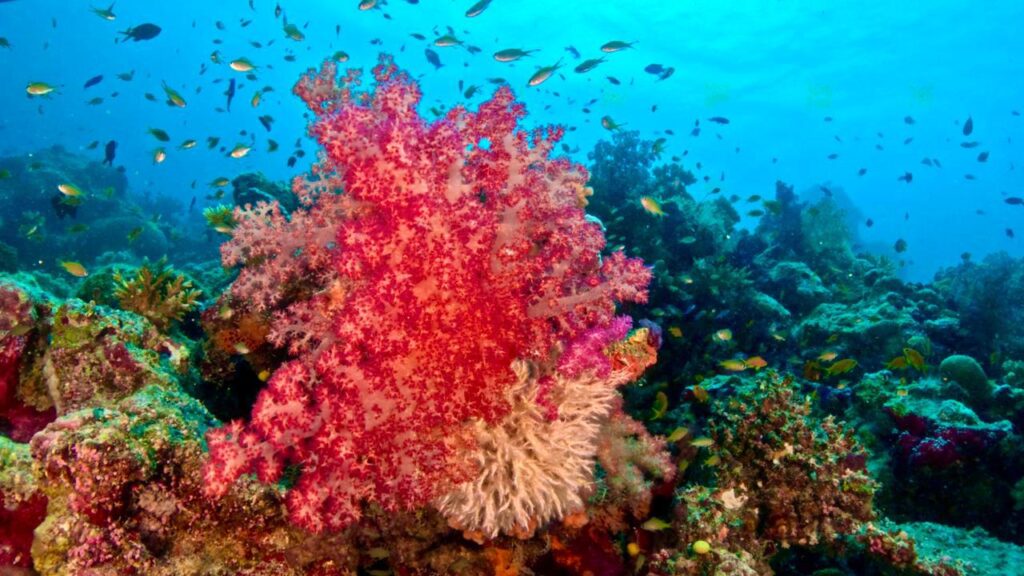Colourful coral and reef fish