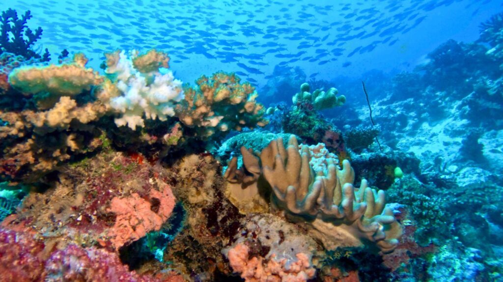 Rainbow Reef corals with school of reef fish Taveuni Palms Resort Fiji