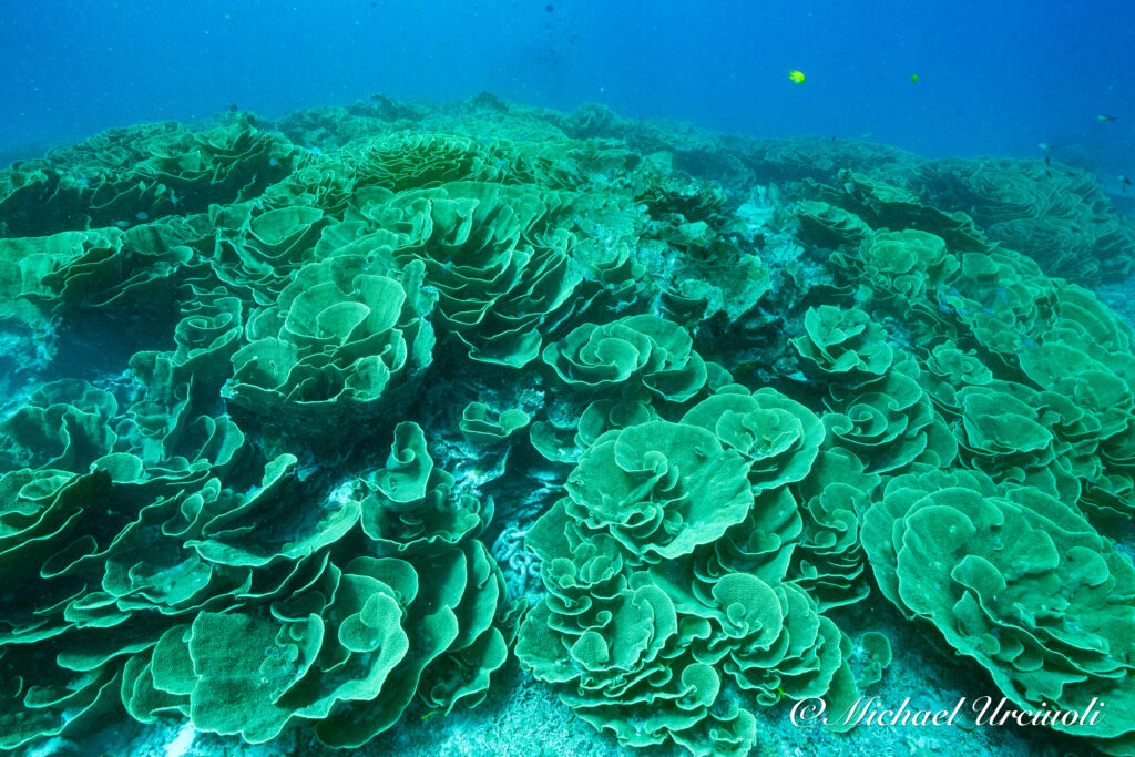 Cabbage Patch in the Rainbow Reef