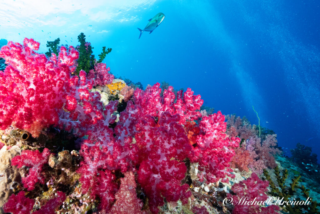 Colourful corals in a blue tropical ocean