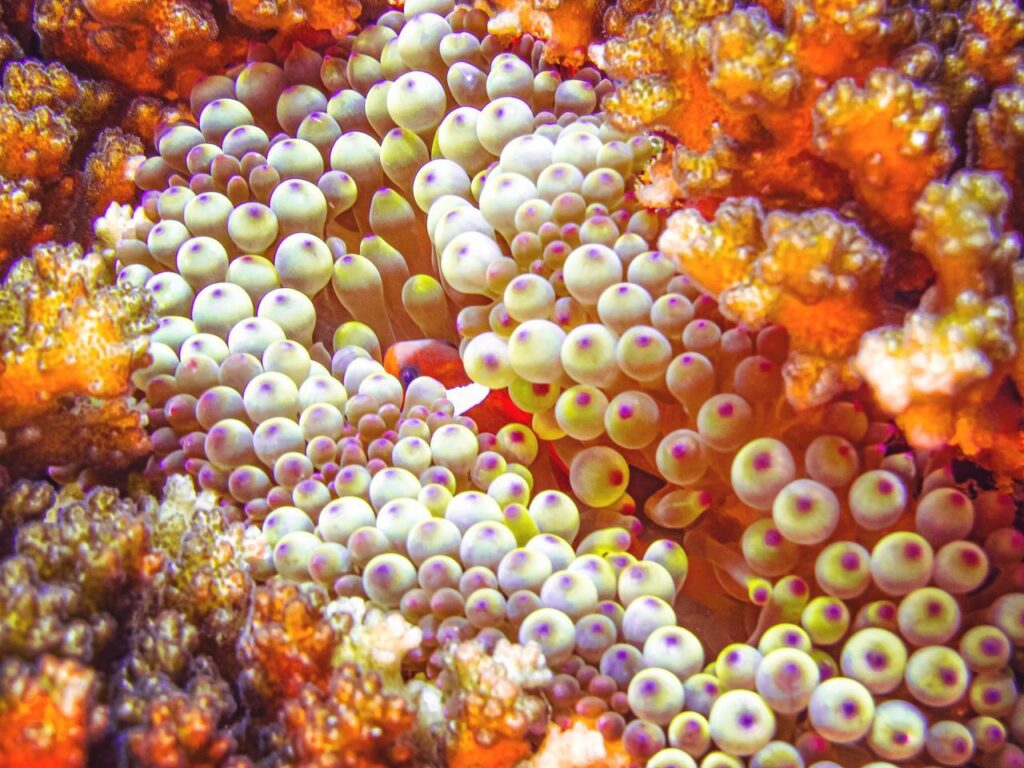 Clownfish in the sea anemone