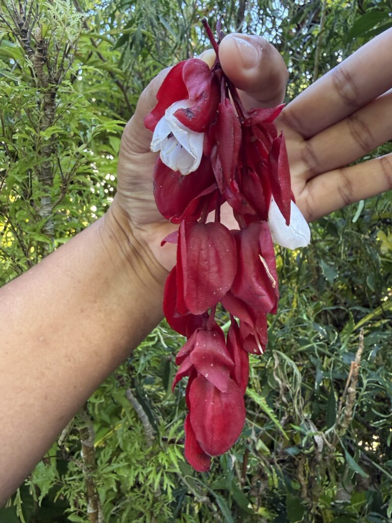 Tagimoucia flower, Taveuni Island, Fiji